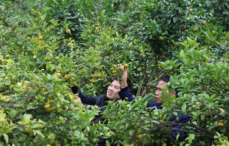 《中國建設報》、人民網(wǎng)等媒體報道公司脫貧攻堅成果